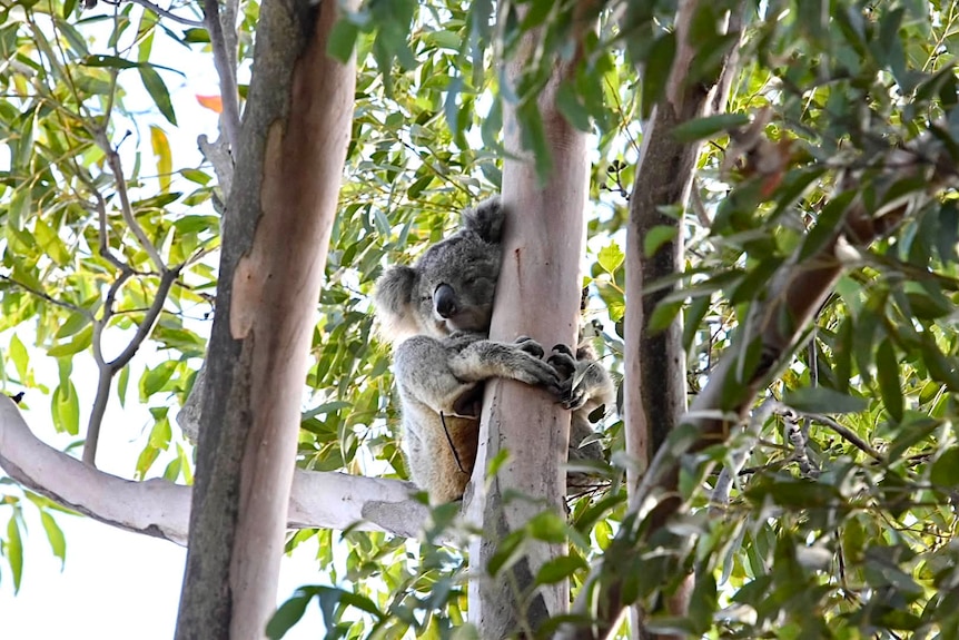 a koala holding onto a tree