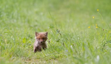 Warning issued over suspected poisoning of vixen and cubs in Broadstairs – The Isle of Thanet News