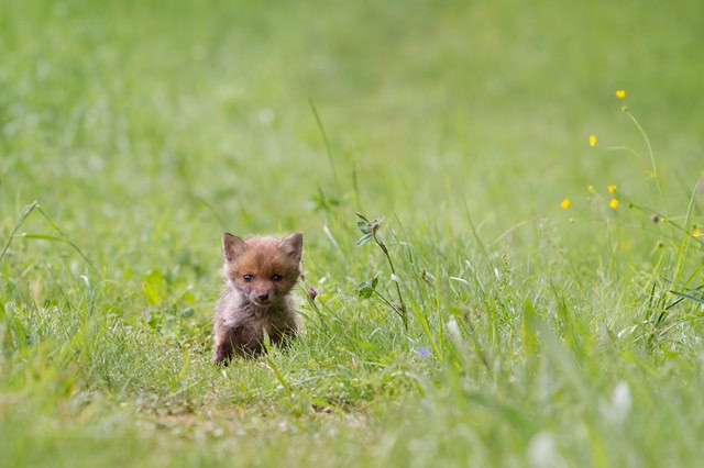 Warning issued over suspected poisoning of vixen and cubs in Broadstairs – The Isle of Thanet News