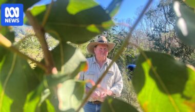 Coffee Camp cattle farmer plants 14,000 trees for flood mitigation
