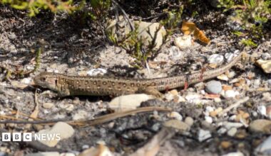 A sand lizard on the stony ground, with some green plants around it. It is a pale brown with speckles on it and a long tail.