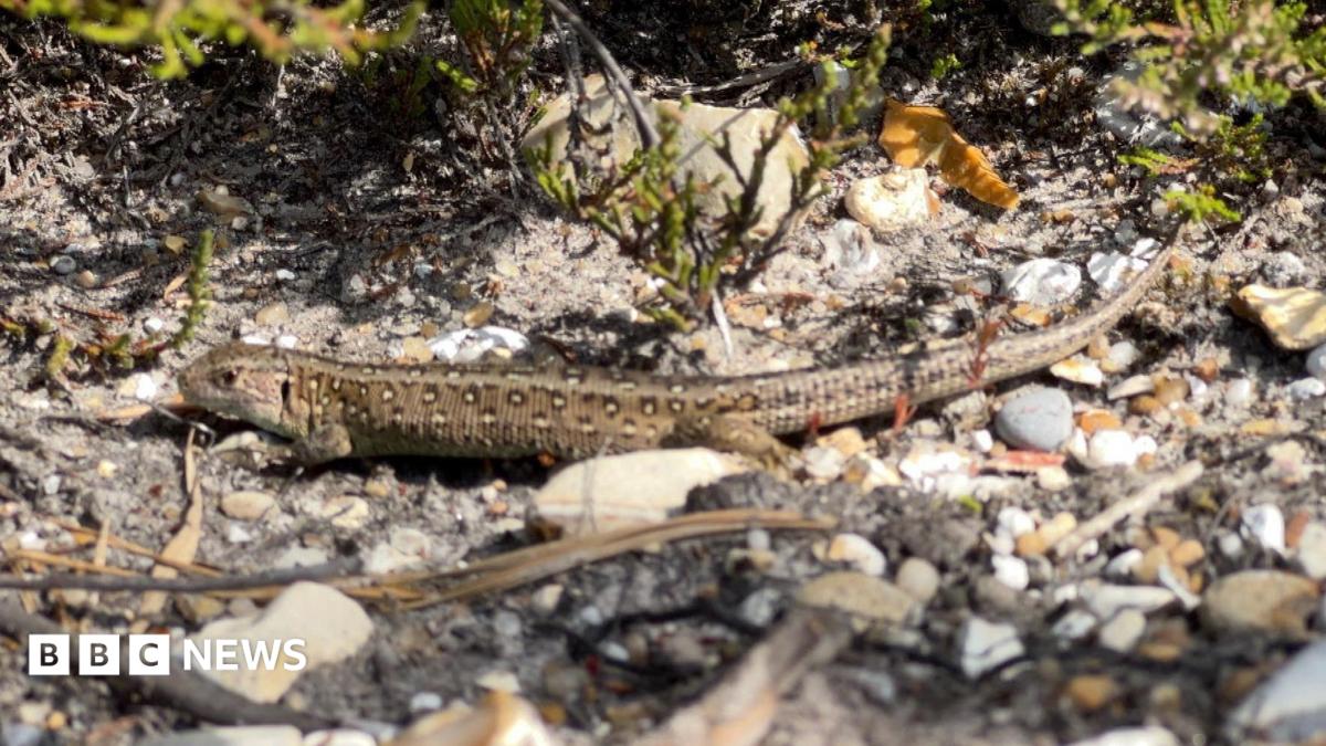 A sand lizard on the stony ground, with some green plants around it. It is a pale brown with speckles on it and a long tail.