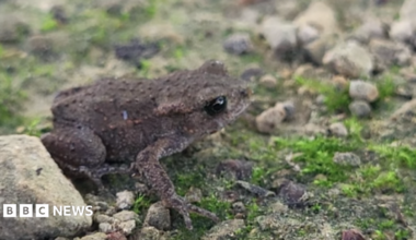 A small, brown toad with bulbous, black eyes on a mossy gravel path.
