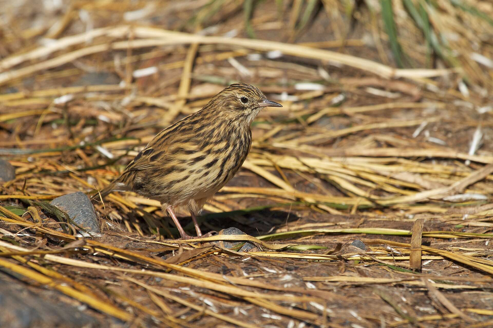 Launched in 2011, the ambitious project utilised helicopters to distribute bait across the remote sub-Antarctic outpost. By 2018, the island was declared rodent-free, leading to a remarkable recovery of its unique wildlife, including the near-extinct South Georgia pipit. Image Credits: Wikimedia Commons Anthus_antarcticus_-South_Georgia,_British_overseas_territory-8
