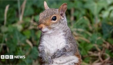 A grey squirrel sits and looks slightly off camera with green foliage blurred in the background