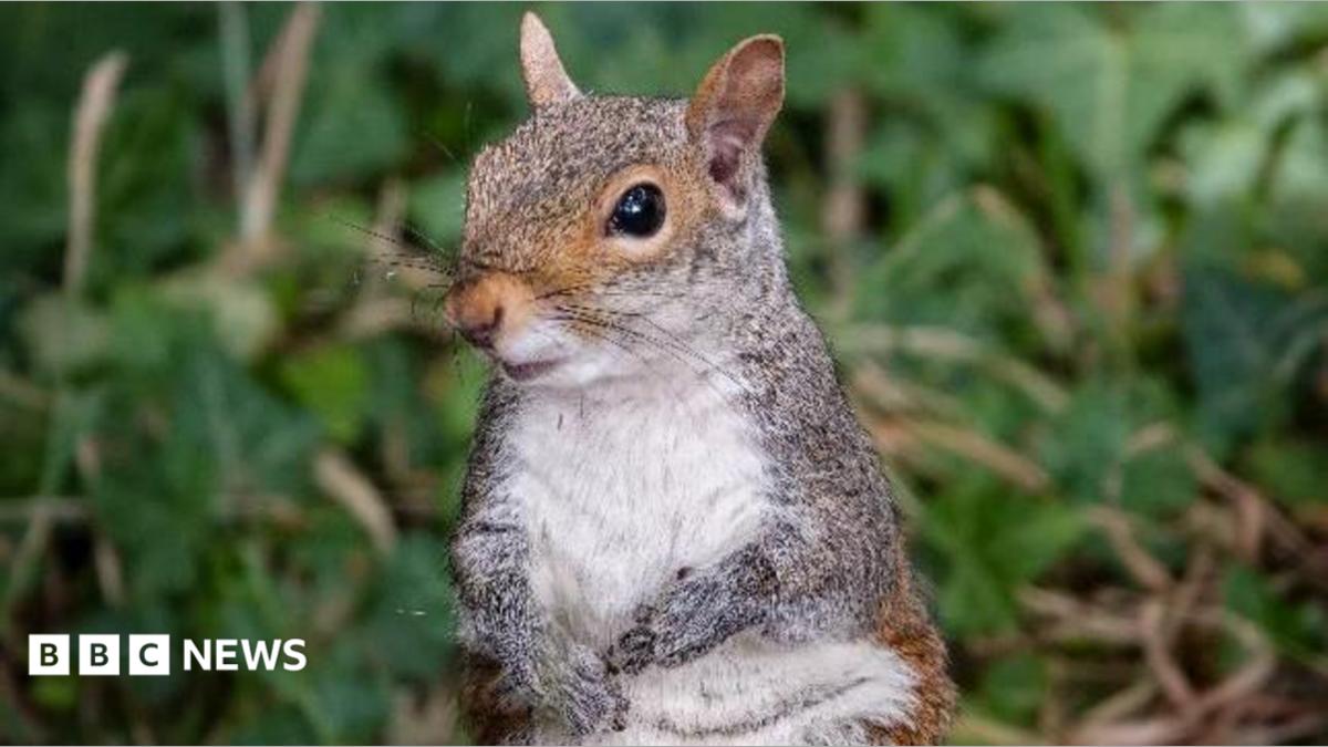 A grey squirrel sits and looks slightly off camera with green foliage blurred in the background
