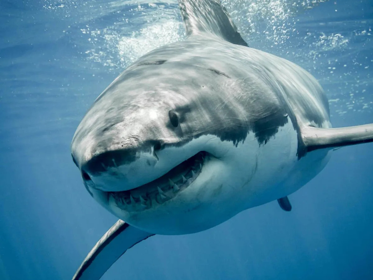 Boaters Stumbled on a Great White Devouring a Whale off Rhode Island