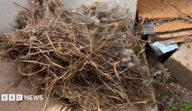 A ruffled nest with bird feather is lying by a pile of building work debris.