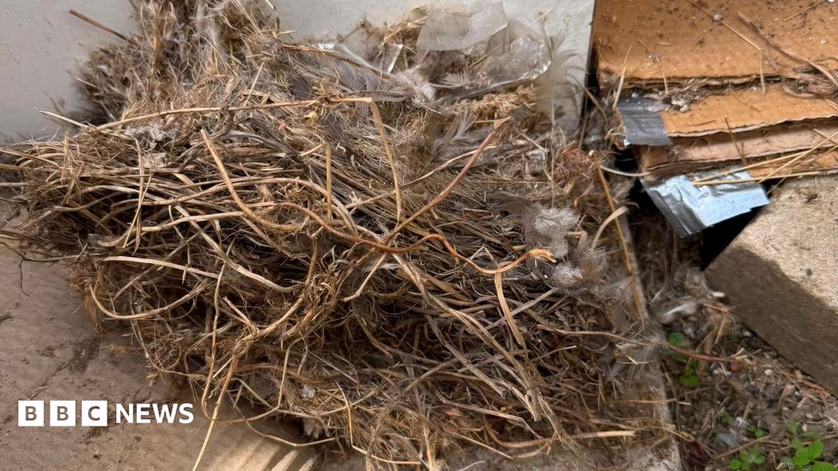 A ruffled nest with bird feather is lying by a pile of building work debris.