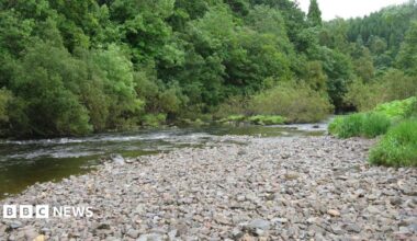 A rocky river bed with some water running beside it and plantlife on its banks
