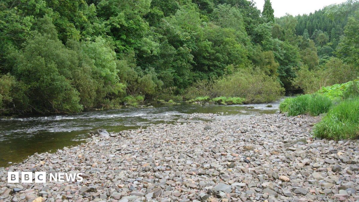 A rocky river bed with some water running beside it and plantlife on its banks