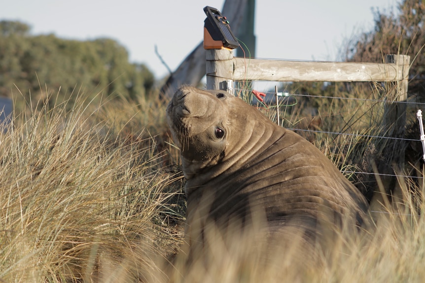 A five-year-old elephant seal known as Neil the seal beside an electric fence looking back at the camera.