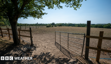 A brown drought-stricken field in Surrey during the fourth summer heatwave