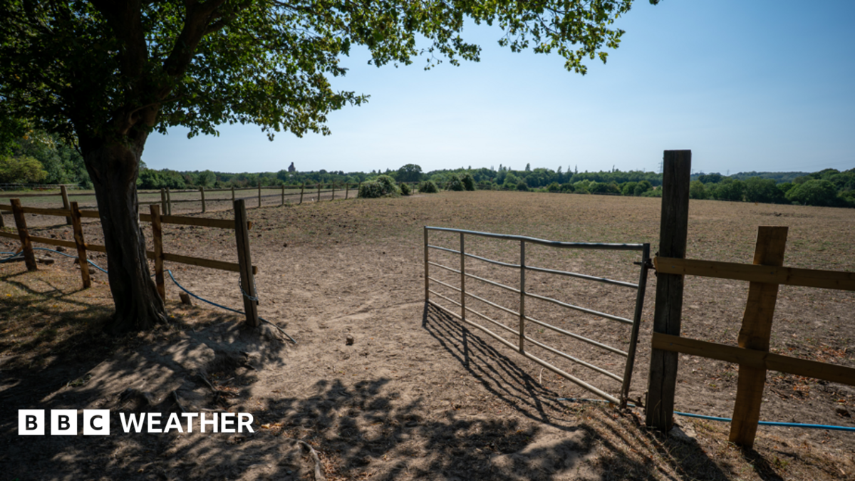 A brown drought-stricken field in Surrey during the fourth summer heatwave