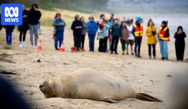 Safety fears spark calls for better protections for Neil the seal