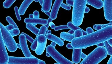 Scientists show how sweeteners slow the growth of certain gut bacteria