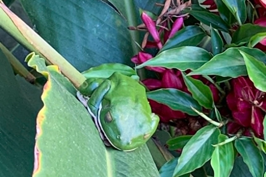 A large green frog on a leaf.