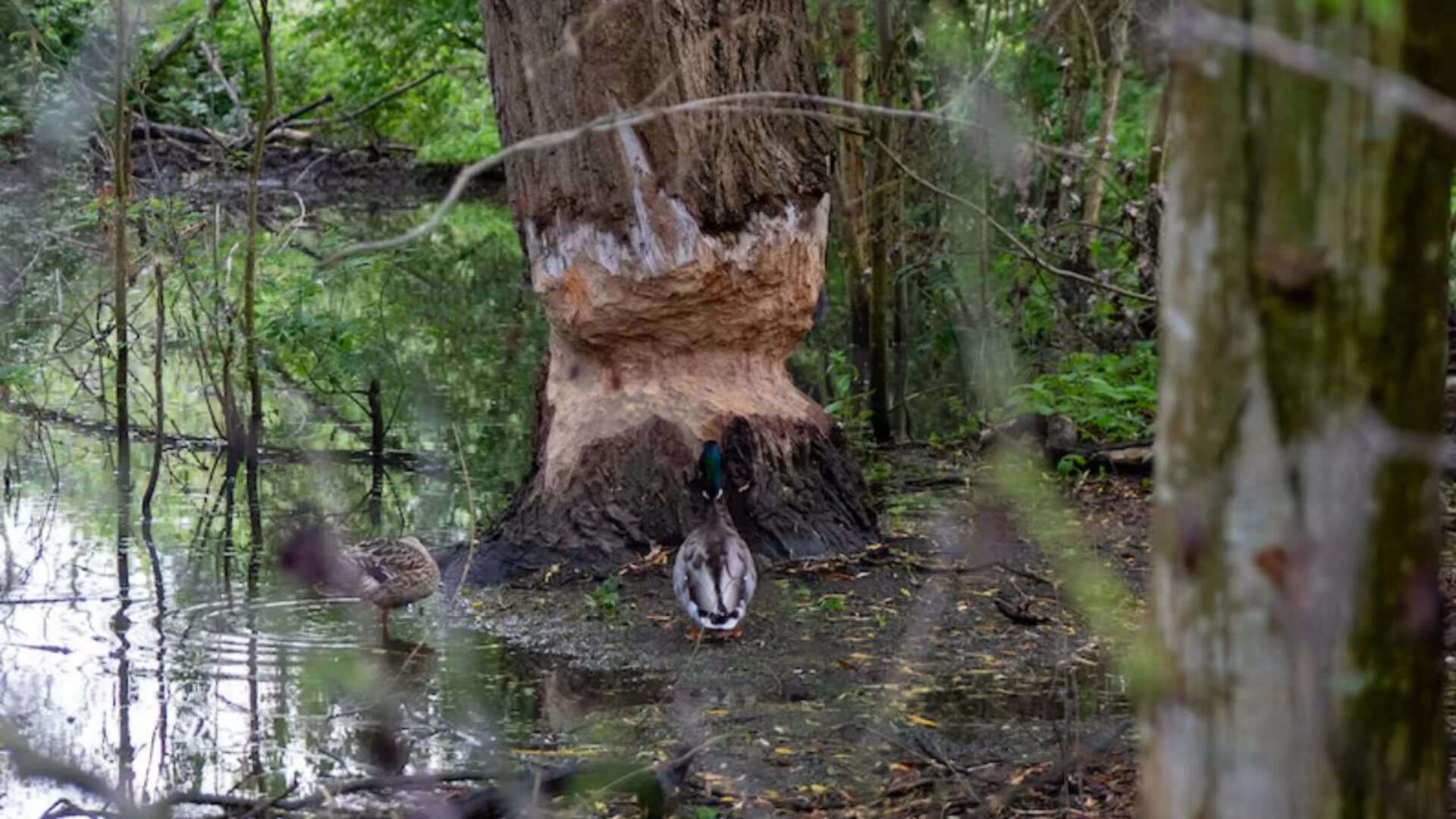14 different species of butterflies, tadpoles, freshwater shrimps, toads, two new bat species and more have appeared. Beavers have improved biodiversity of the area<br><br>