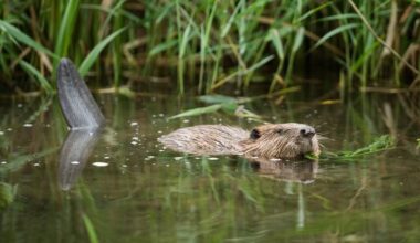 Kent Wildlife Trust secures £1.28m for wildlife schemes including beaver protection work at River Stour – The Isle of Thanet News