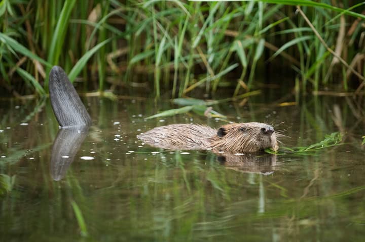 Kent Wildlife Trust secures £1.28m for wildlife schemes including beaver protection work at River Stour – The Isle of Thanet News