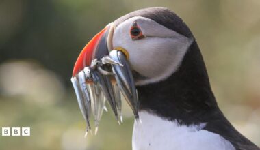 Girl holding baby puffin.