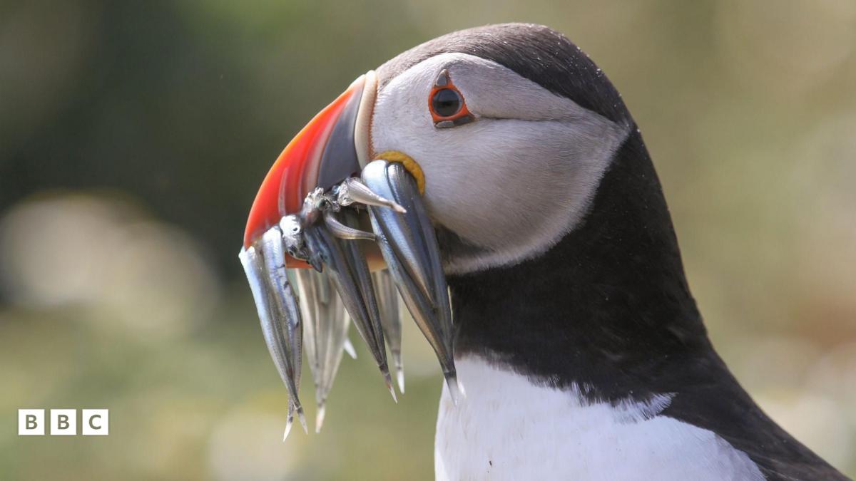 Girl holding baby puffin.