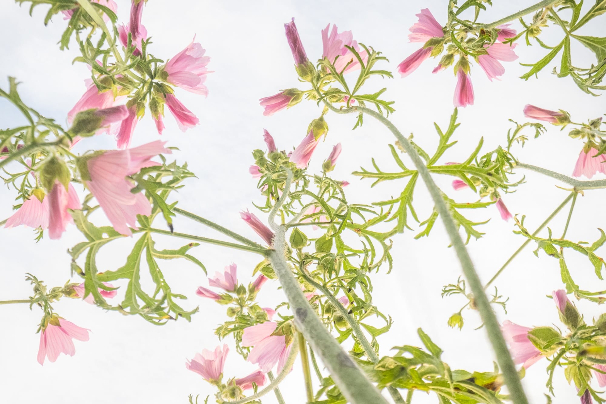 a photograph of flowers taken from a low vantage point so that they seem to climb tall like trees