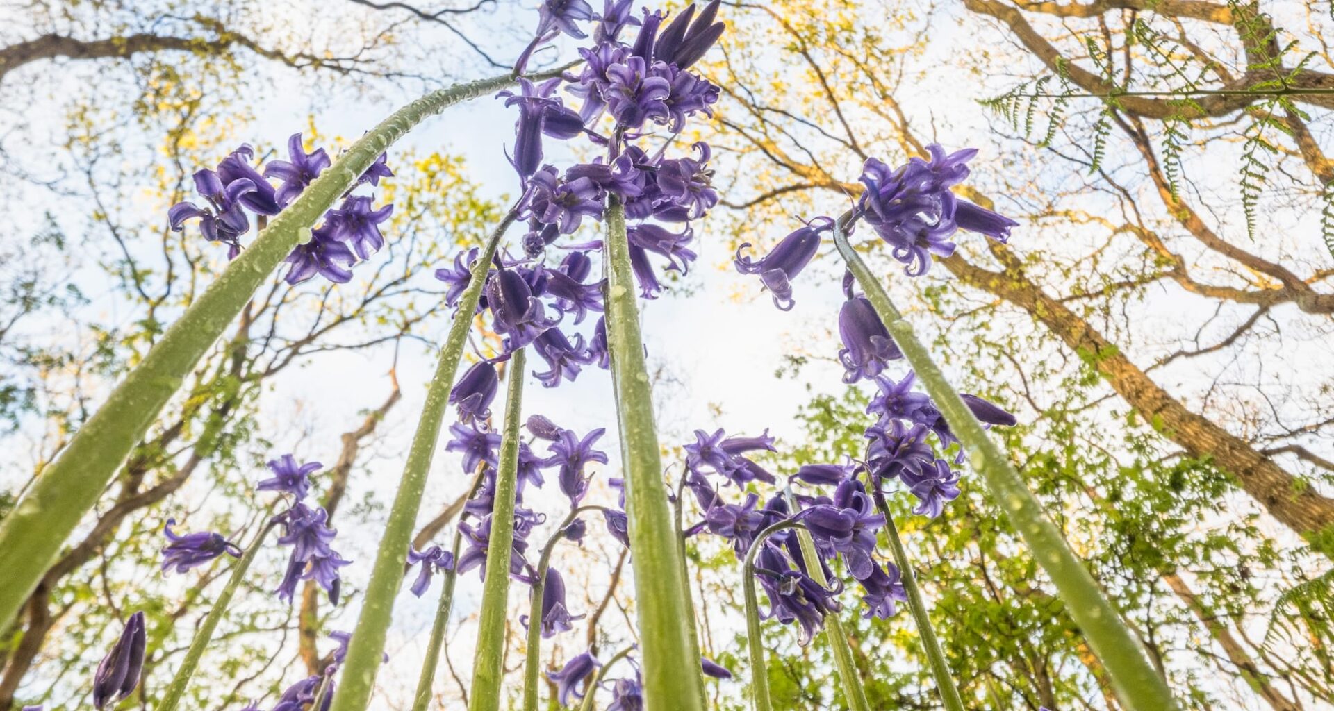 a photograph of flowers taken from a low vantage point so that they seem to climb tall like trees