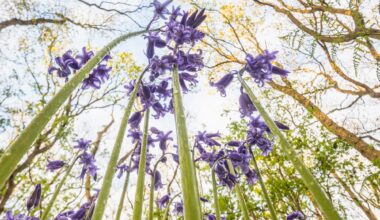 a photograph of flowers taken from a low vantage point so that they seem to climb tall like trees
