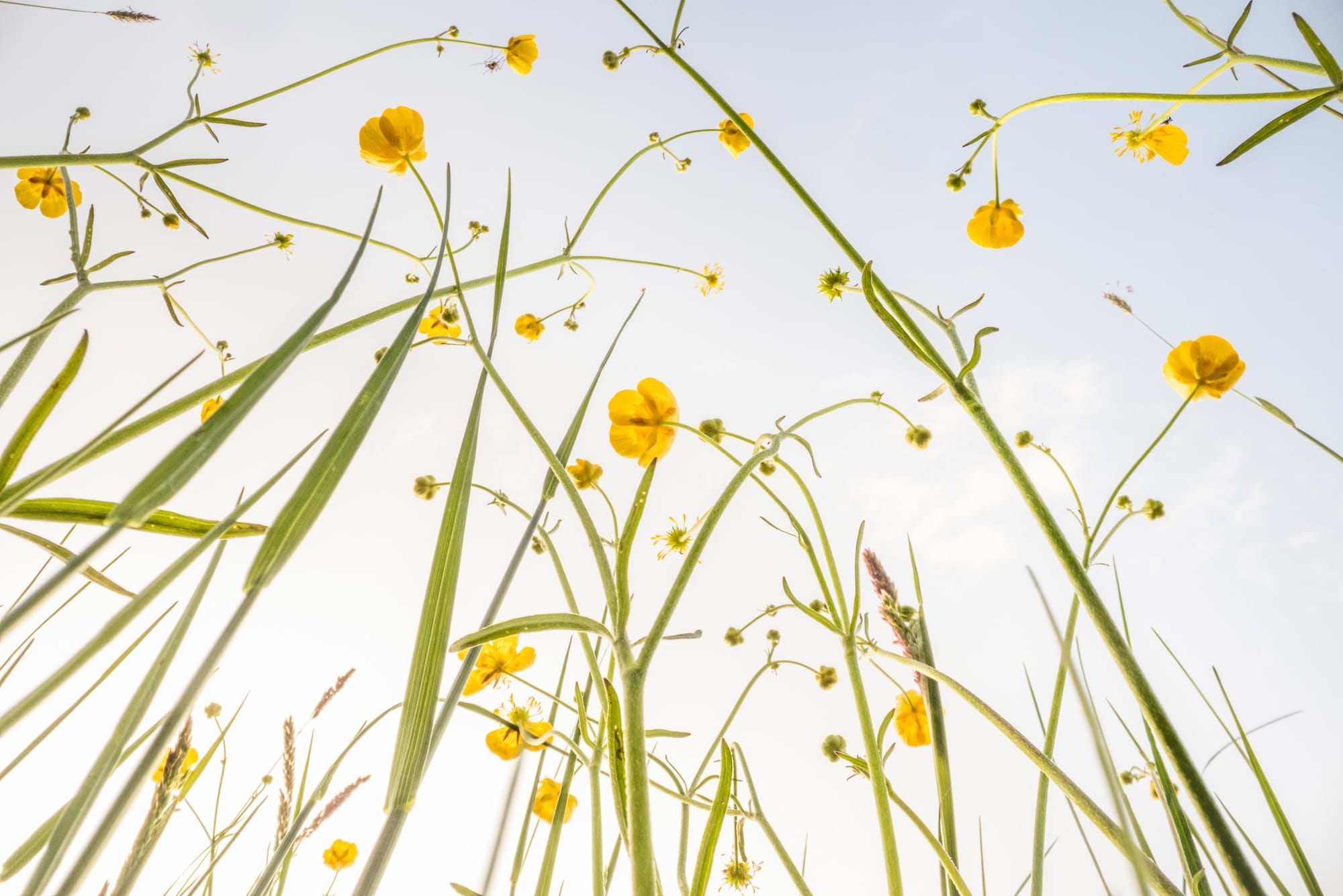a photograph of flowers taken from a low vantage point so that they seem to climb tall like trees