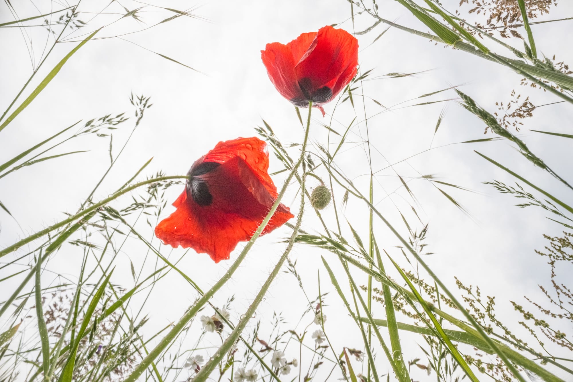 a photograph of flowers taken from a low vantage point so that they seem to climb tall like trees