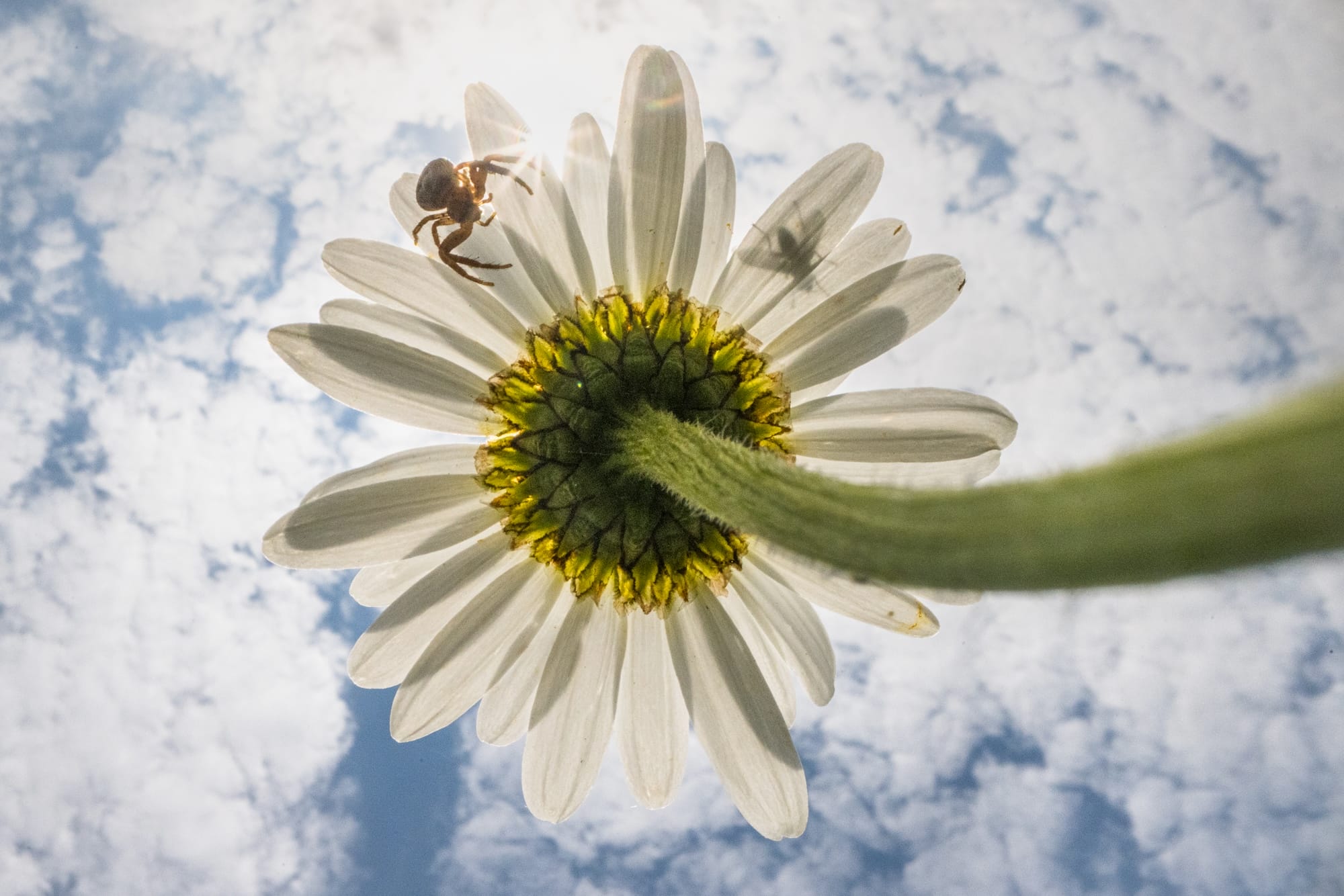 a photograph of a daisy with a spider and fly on it, taken from a low vantage point so that the flower seems to climb tall like a tree