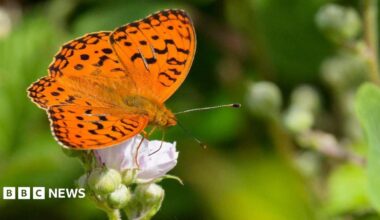 A high brown fritillary butterfly, mainly orange with black spots on its wings and a black border around the edge, sits on a bright green fern.