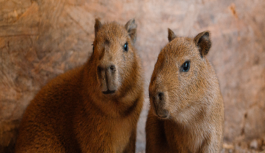 Two small Capybara pups