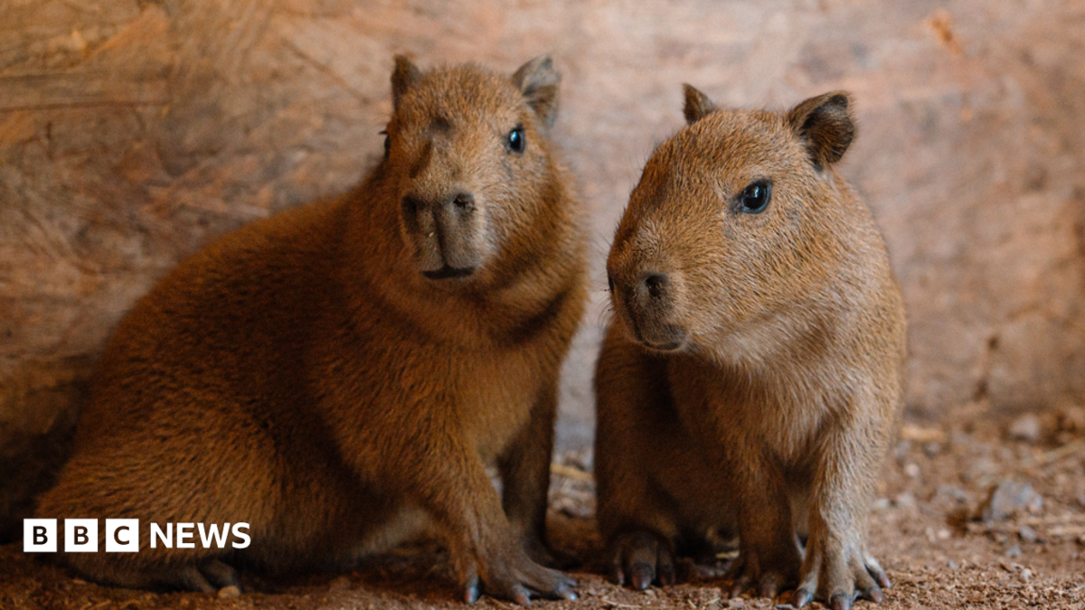 Two small Capybara pups