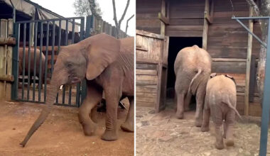 Heartwarming video shows rescued elephant making sure new calf gets safely to bed