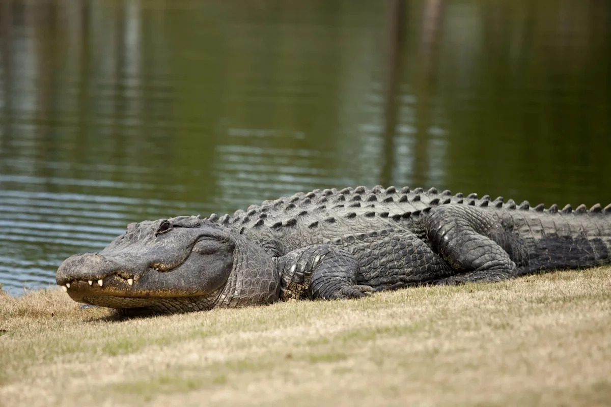 Golfers freeze as massive alligator lumbers across South Carolina course like a dinosaur