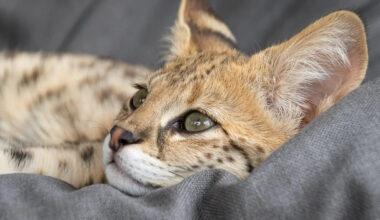 This Rare, 20-Year-Old Serval Cat's Reaction to Mom Coming Home Is Pure Love