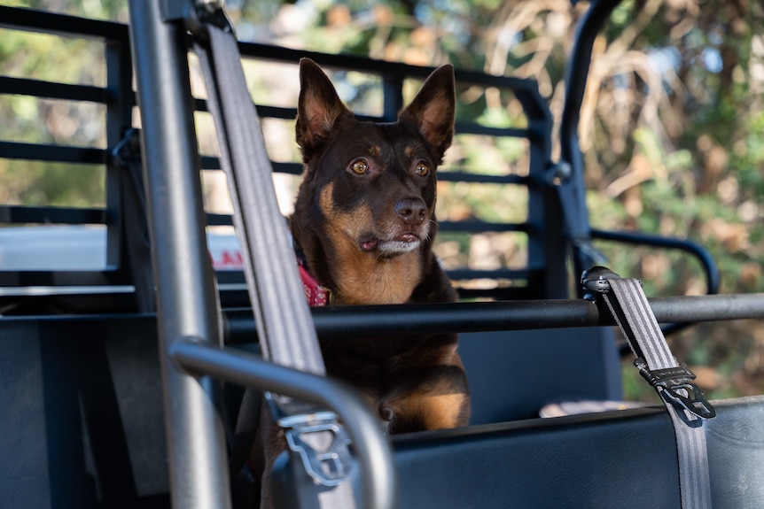 A brown kelpie sitting in an off-road vehicle, looking out.