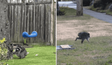 'Mutant' raccoon spotted roaming streets of Seattle becomes internet celebrity | News US