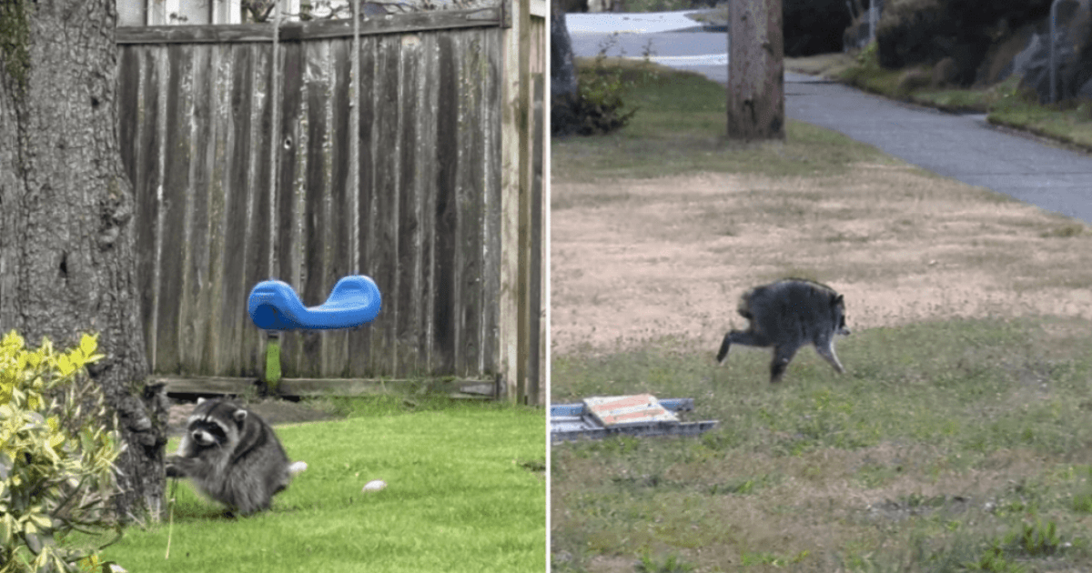 'Mutant' raccoon spotted roaming streets of Seattle becomes internet celebrity | News US