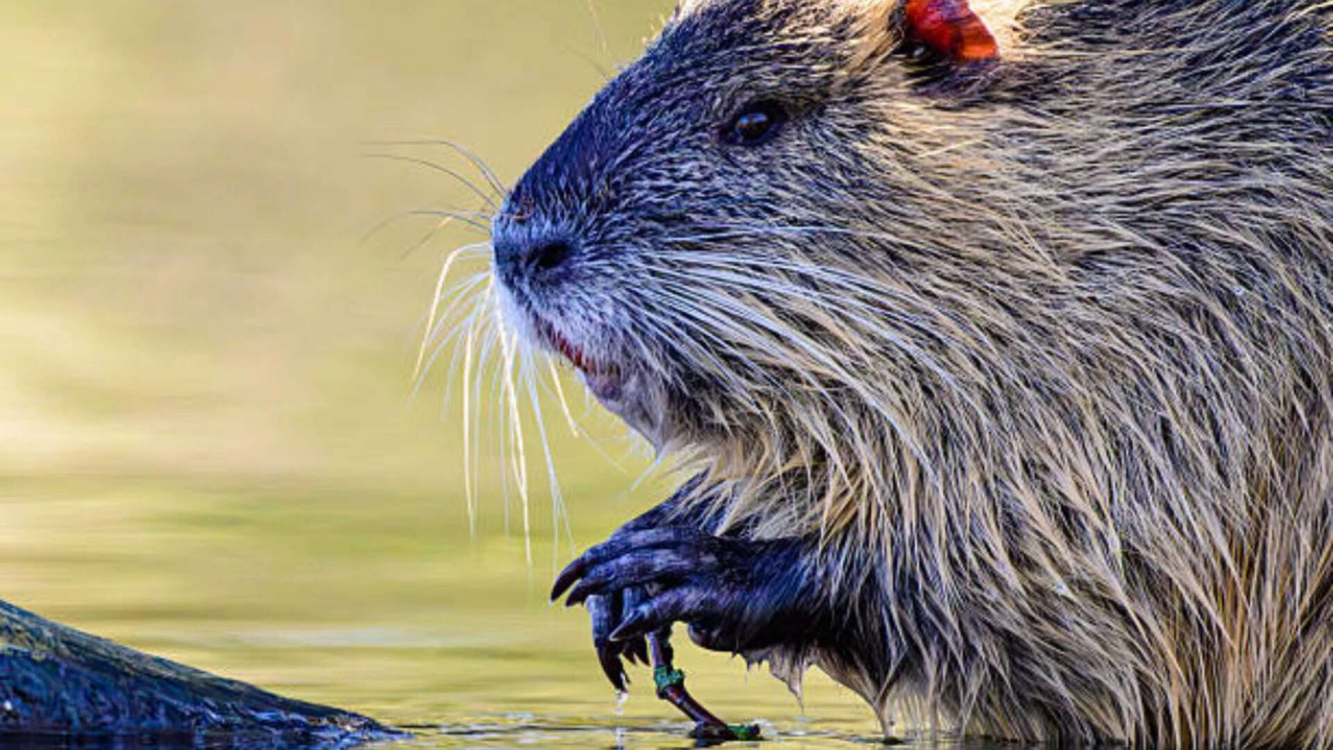 While they may look cute, nutria cause serious damage to wetlands and crops like rice and sugarcane, leading to over $1 million in losses each year Control efforts<br><br>