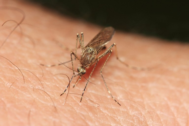 Close up view of a female Culiseta Annulata mosquito drawing blood from a person's arm.