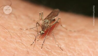 How mosquitoes are conquering the world — in four charts