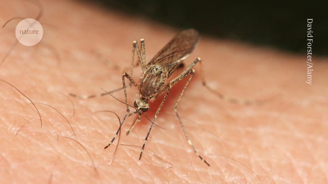 How mosquitoes are conquering the world — in four charts