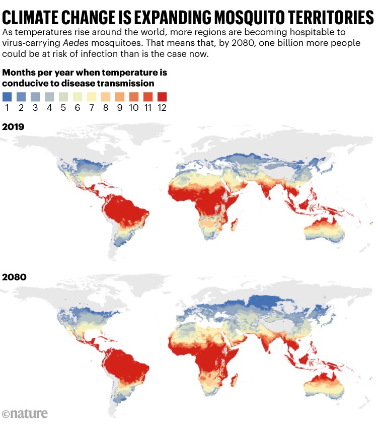 Climate change is expanding mosquito territories. Two world maps showing areas by months per year when temperature is conducive to disease transmission in 2019 and projected for 2080. As temperatures rise around the world, more regions are becoming hospitable to virus-carrying Aedes mosquitoes. That means that, by 2080, one billion more people could be at risk of infection than is the case now.
