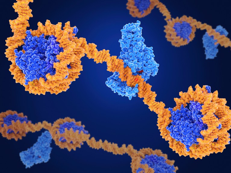 A computer rendered illustration showing a molecular model of DNA methyl transferase-1.