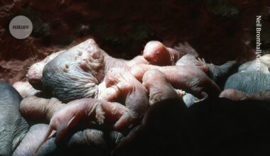 How naked mole-rat queens stop rivals reproducing