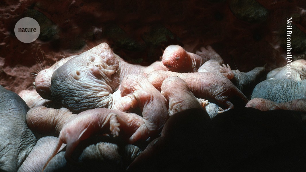 How naked mole-rat queens stop rivals reproducing