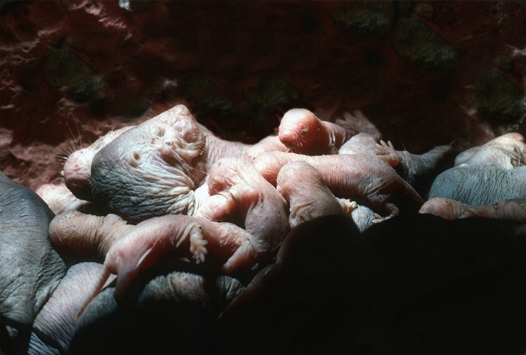 Naked mole-rat queen in brood chamber, lying on her back suckling her babies.